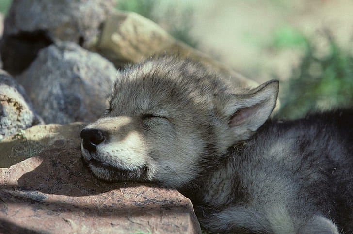 Sleeping Pup, wolf, sweet, young, animal, animals, HD wallpaper