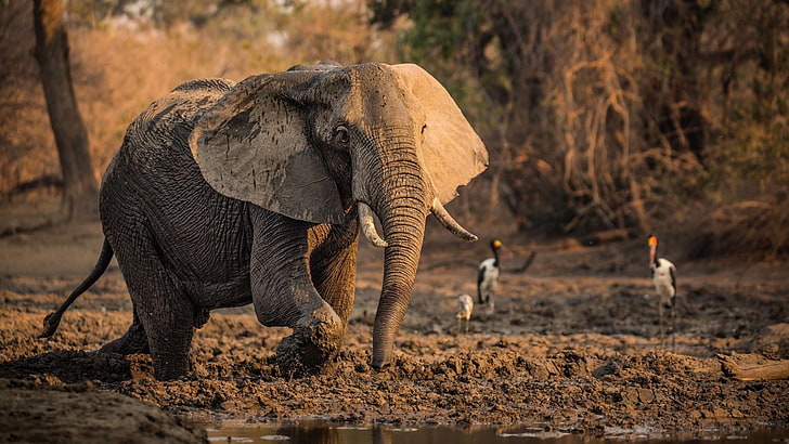 elephant, wild animal, wildlife, africa, mammal, fauna, african elephant, HD wallpaper