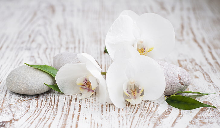 white flowers, Orchid, leaves, pebbles, flowering plant, freshness, HD wallpaper