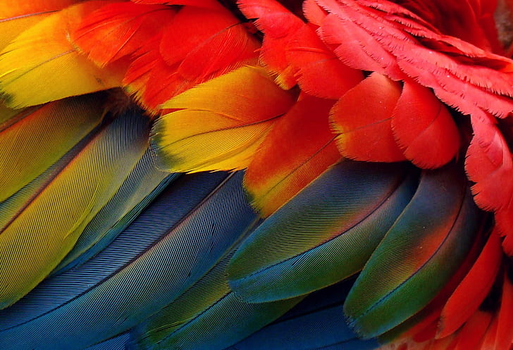 red, yellow and blue feather wallpaper, Arara, penas, color, colores, HD wallpaper
