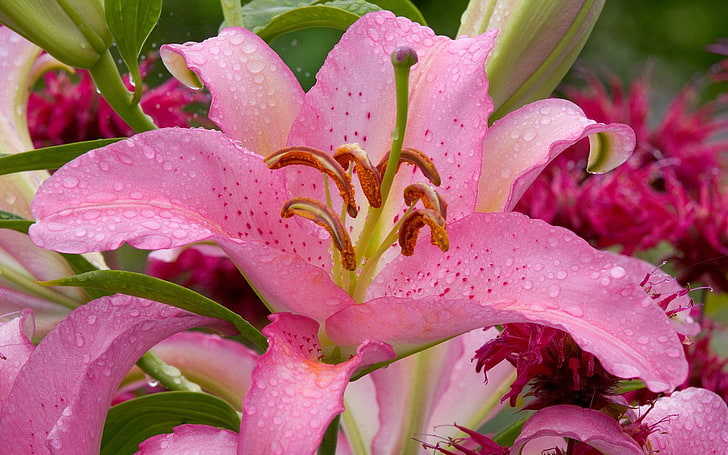 pink lily flower, leaves, drops, nature, Rosa, stems, tenderness, HD wallpaper