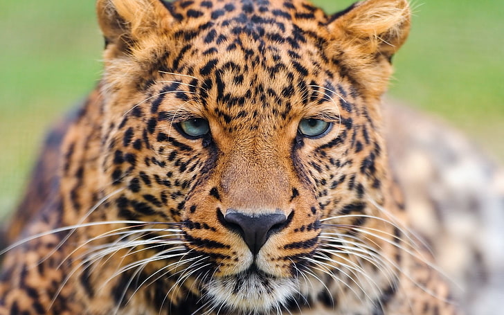 HD wallpaper: cheetah wallpaper, leopard, face, eyes, wildlife, animal,  undomesticated Cat | Wallpaper Flare
