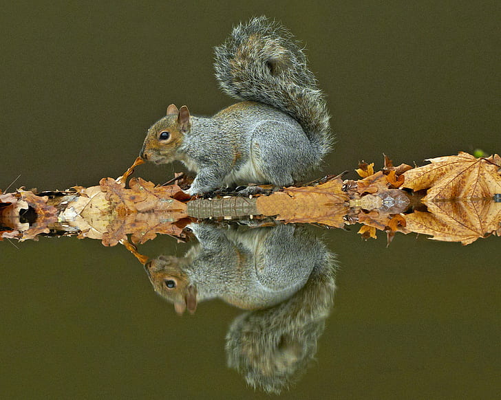 wildlife photography of gray squirrel on brown wood, grey squirrel, grey squirrel