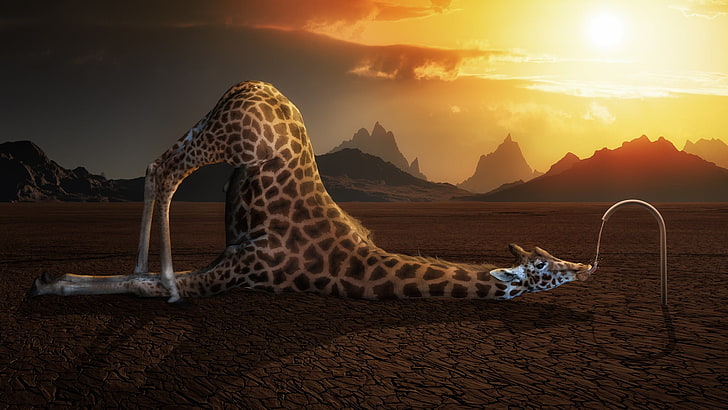 brown giraffe, animals, humor, digital art, giraffes, drink, mountains, HD wallpaper