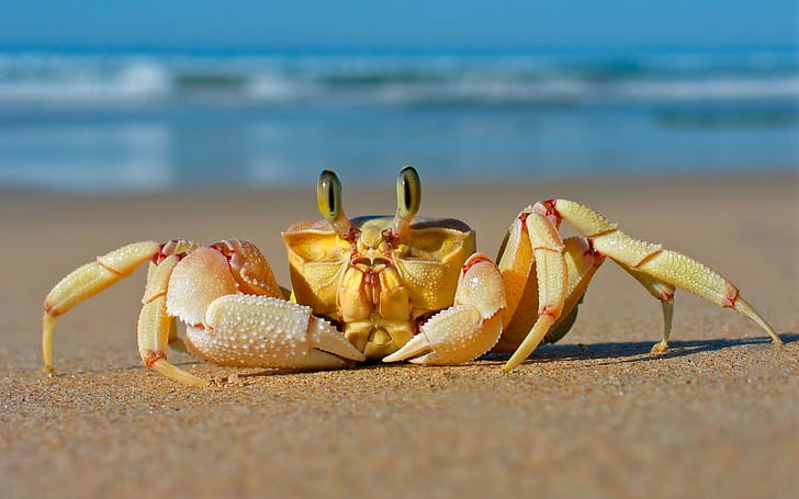 crabs, sand, beach, animals, crustaceans, HD wallpaper