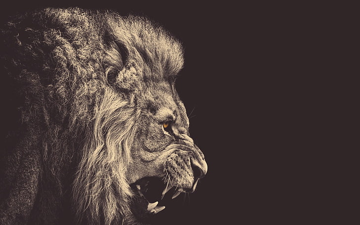grayscale photo of lion, animals, one animal, animal themes, mammal, HD wallpaper