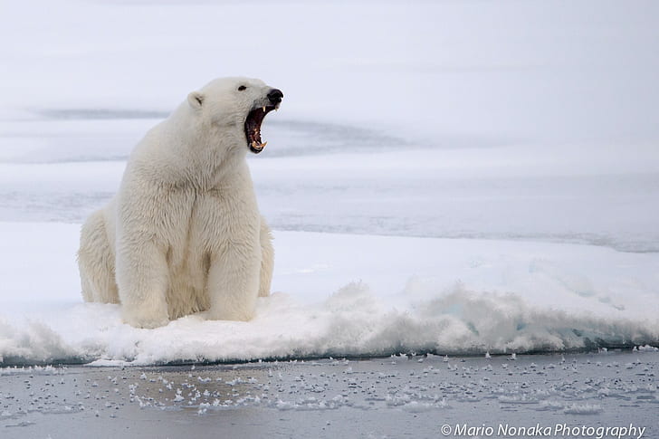 photography, animals, polar bears