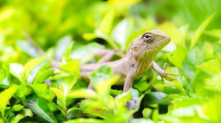 brown skink on green leaves, Badass, garden, chameleon, lizard