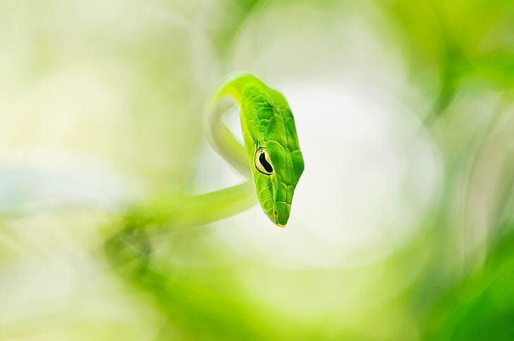 green and yellow plastic toy, nature, snake, green color, animal themes, HD wallpaper