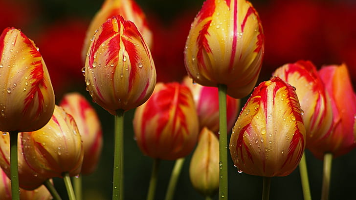 Yellow with red stripes tulips flowers, HD wallpaper