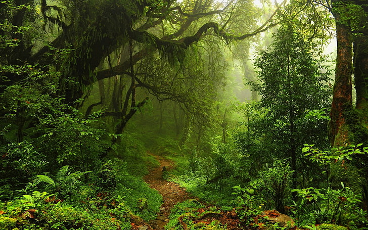 Ferns, forest, Jungles, leaves, Lianas, mist, moss, nature