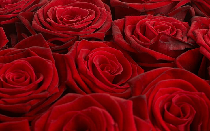 Full Bloom Red Roses, flower, love, nature and landscapes, HD wallpaper