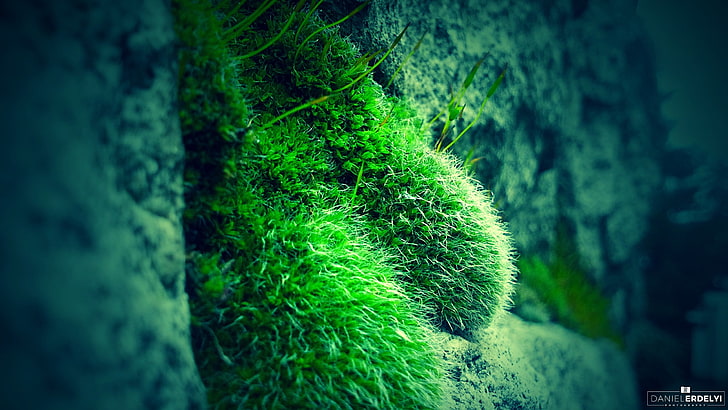 green and black leaf plant, nature, moss, photography, blue, rock, HD wallpaper