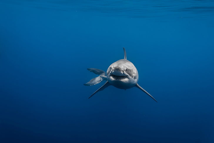 silver shark, animals, Great White Shark, underwater, sea, blue