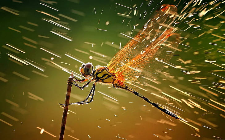 Dragonfly in the rain, orange and black dragonfly, animal, HD wallpaper