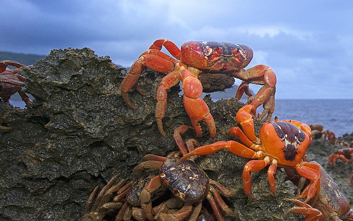 HD wallpaper: Crabs crawling-Animal World Wallpaper, orange crab, sea,  animal themes | Wallpaper Flare