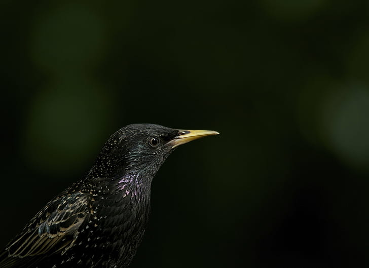 wildlife photography of a black short beak bird, Headshot, GARDEN