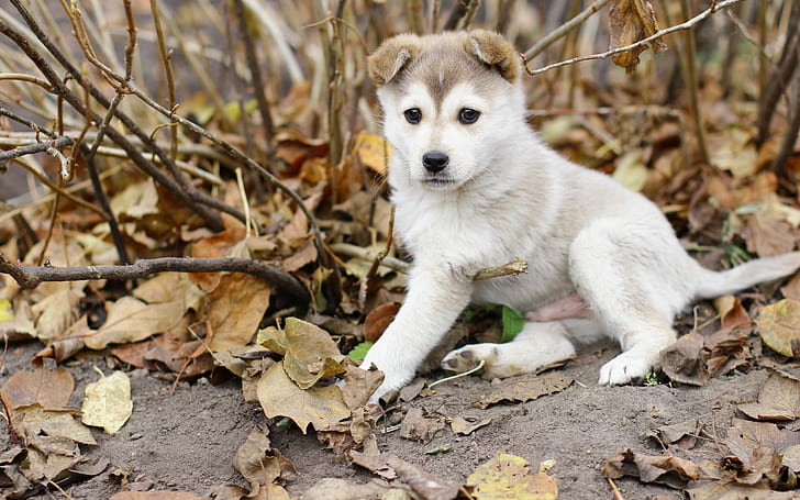Husky dog, puppy, leaves, autumn