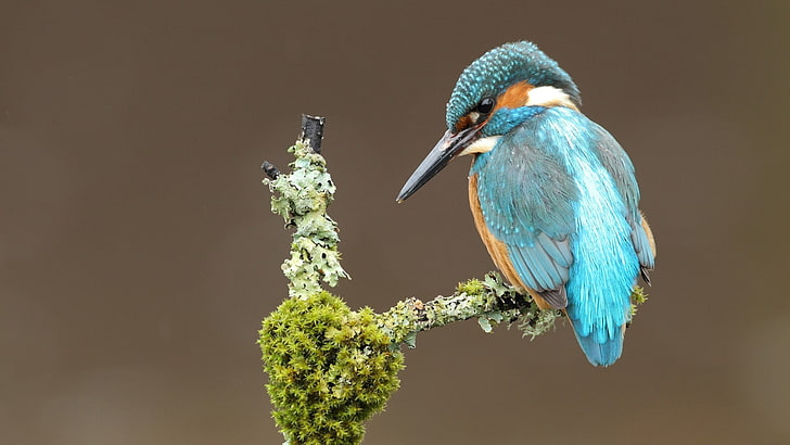 two blue and green birds, kingfisher, animals, animal wildlife
