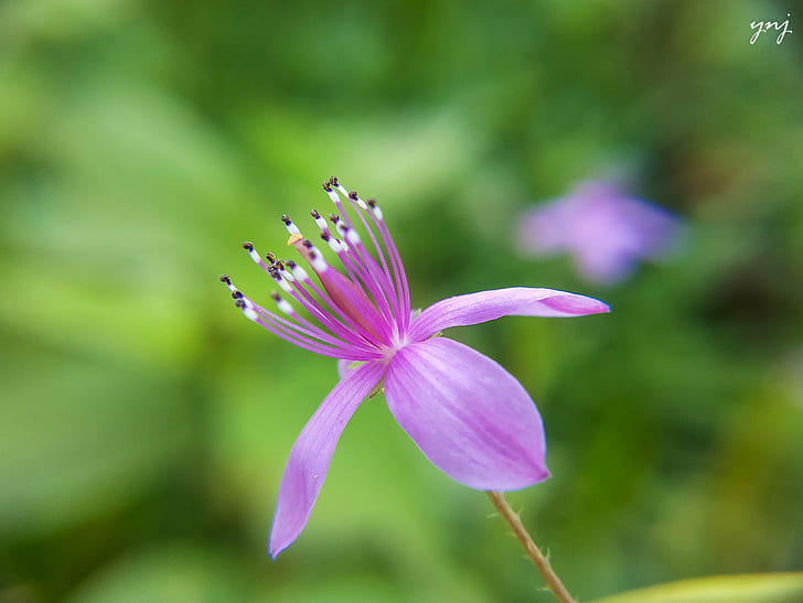 purple petaled flower in closeup photography, Beautiful, macro