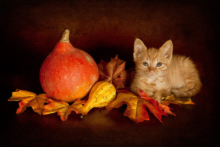 autumn, cat, look, leaves, pose, the dark background, kitty, HD wallpaper