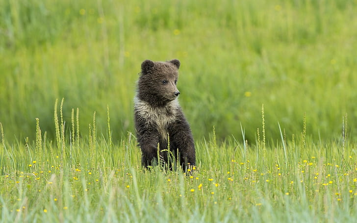 Teddy bear, meadow, flowers, grass