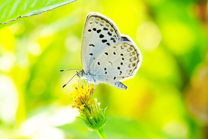 selective focus photography of white and black butterfly on yellow petaled flower during daytime, pale grass blue, pale grass blue, HD wallpaper