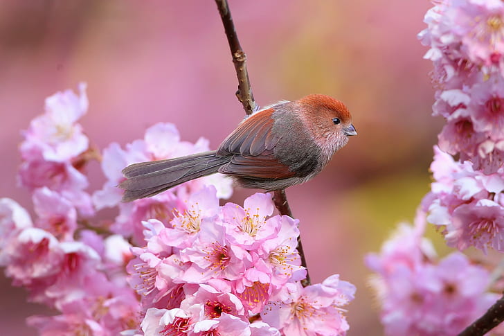 animals, birds, pink flowers, blossom, HD wallpaper