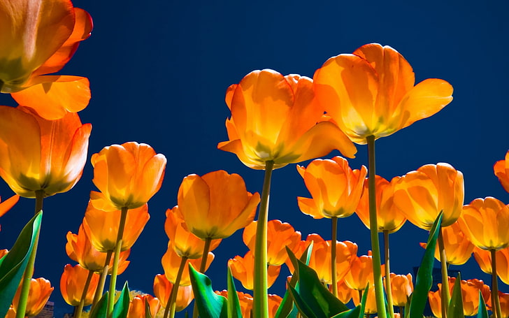orange petaled flowers, tulips, night, skies, light, much, nature, HD wallpaper