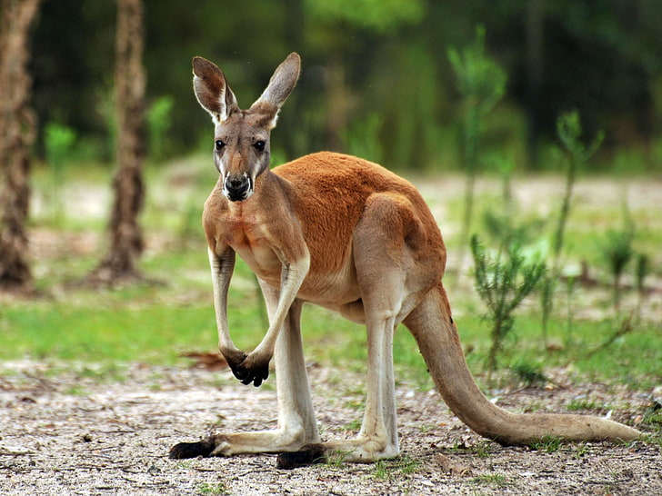 kangaroo, Marsupial, animal wildlife, mammal, animals in the wild, HD wallpaper