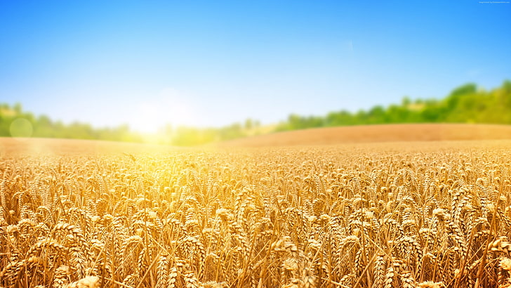 nature, wheat, sky, field, 4k