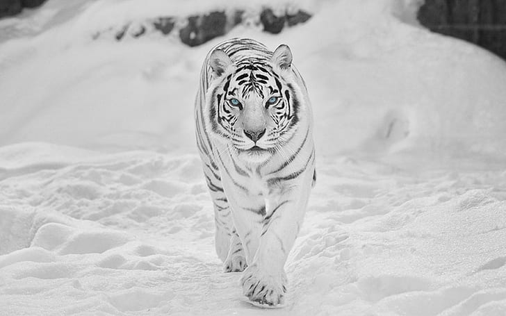snow tiger Animals tigers HD, HD wallpaper