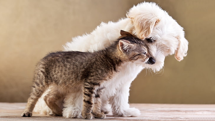 Maltese puppy and brown tabby kitten, nature, animals, dog, cat