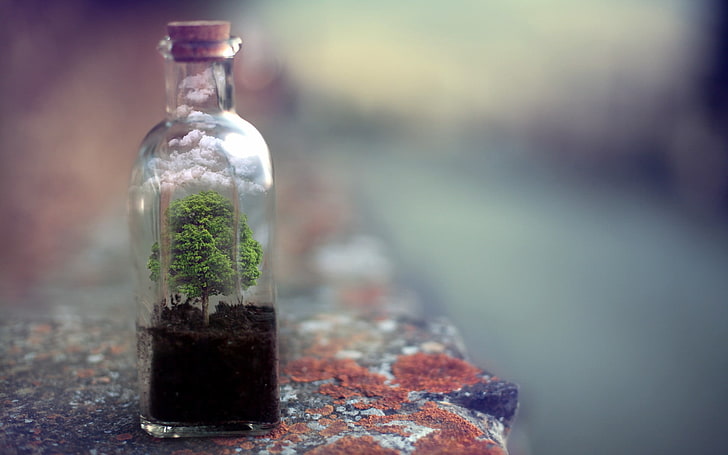 clear glass decanter, bottles, cork, trees, ground, clouds, rock