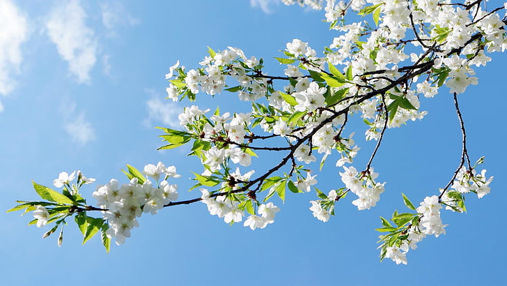 flowery tree, sunny, sky, branch, HD wallpaper