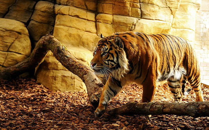 orange and black tiger, animals, feline, animal themes, animals in the wild