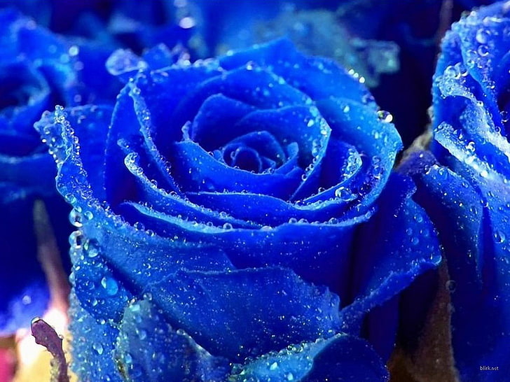 blue rose flower, Flowers, nature, close-up, macro, backgrounds, HD wallpaper