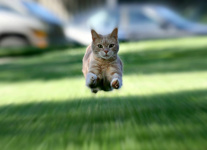 selective focus photography of orange tabby cat running, It's a bird, HD wallpaper