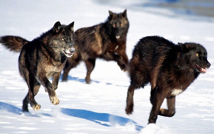 three black and brown wolfs, wolves, hunt, snow, dogs, predators