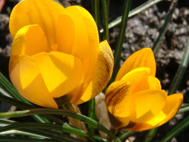 plants, closeup, tulips, flowering plant, yellow, close-up, HD wallpaper