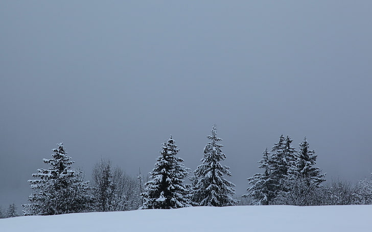 landscape, snow, winter, pine trees, cold temperature, plant