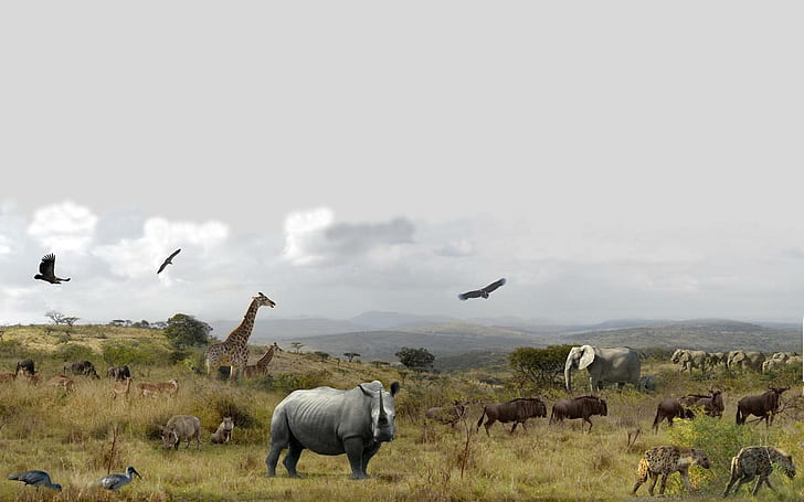 Hluhluwe National Park, rhinoceros, wild, elephant, bird, animal, HD wallpaper
