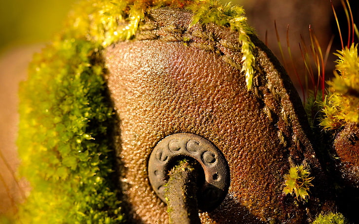 macro, moss, close-up, no people, plant, nature, day, focus on foreground