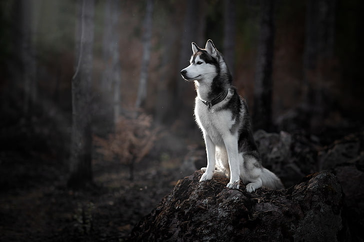 HD wallpaper: forest, dog, Husky