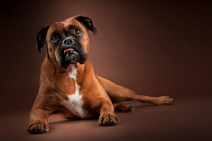 Boxer dogs 1080P, 2K, 4K, 5K HD wallpapers free download | Wallpaper Flare