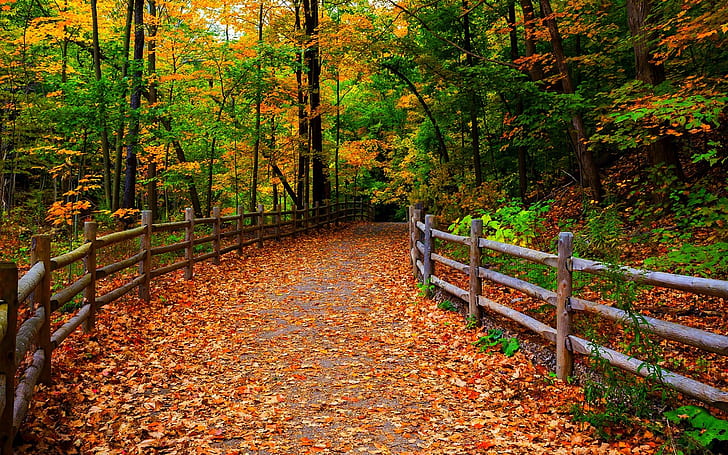 Park, nature, forest, trees, leaves, path, autumn