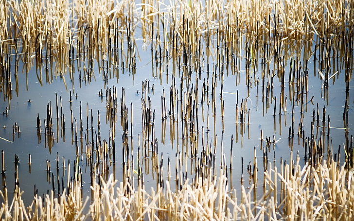brown reeds, stalks, water, black, nature, reed - Grass Family, HD wallpaper
