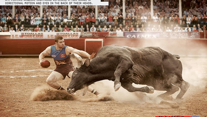 black bull, Australian Football League, mammal, domestic animals, HD wallpaper