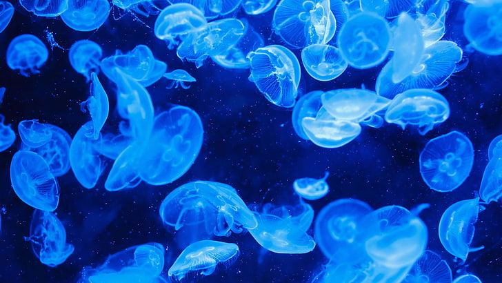 jellyfish, invertebrate, abstract, animal, underwater, group of animals, HD wallpaper