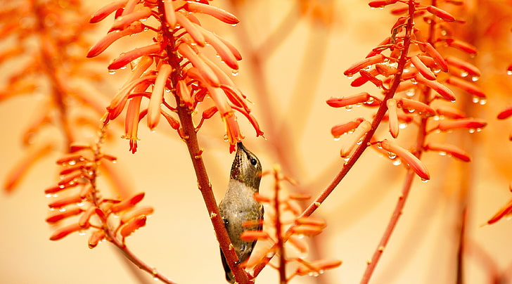 Hummingbird After The Rain, brown bird, Animals, Birds, Orange, HD wallpaper